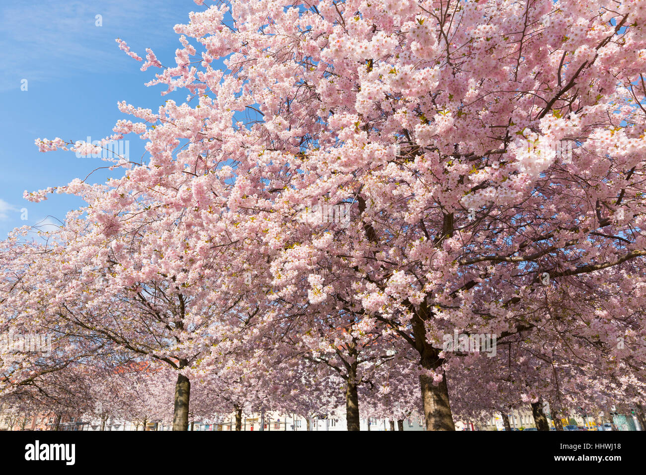 Japanese cherry (Prunus serrulata) in blossom, Erfurt, Thuringia, Germany Stock Photo
