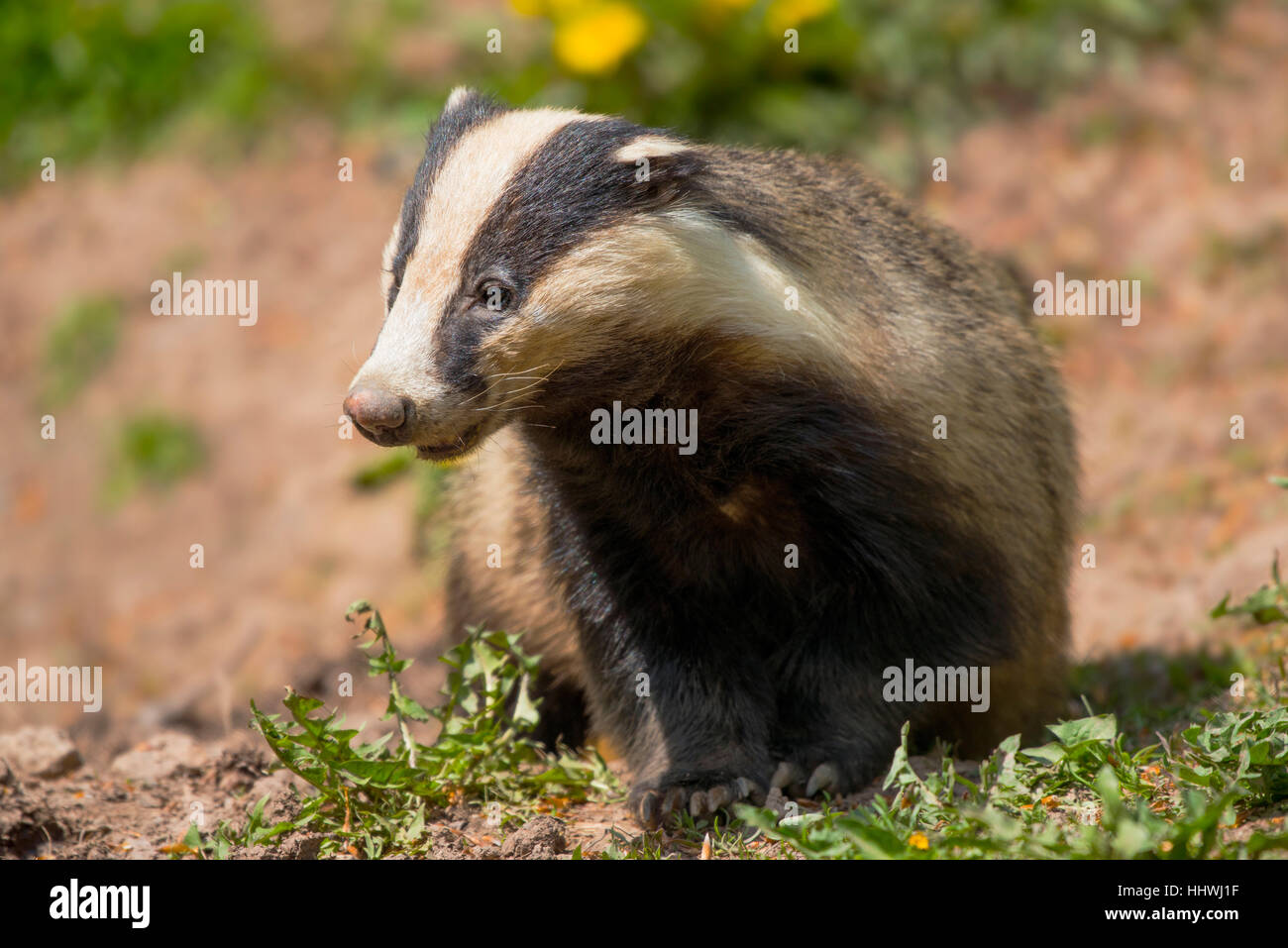 European badger (Meles meles), captive, Hesse, Germany Stock Photo
