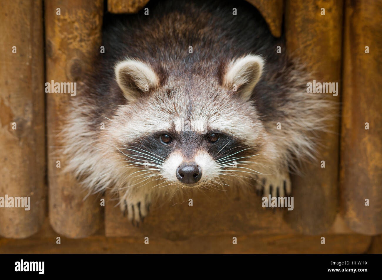 North American raccoon (Procyon lotor) looking out of hiding place, Thuringia, Germany Stock Photo