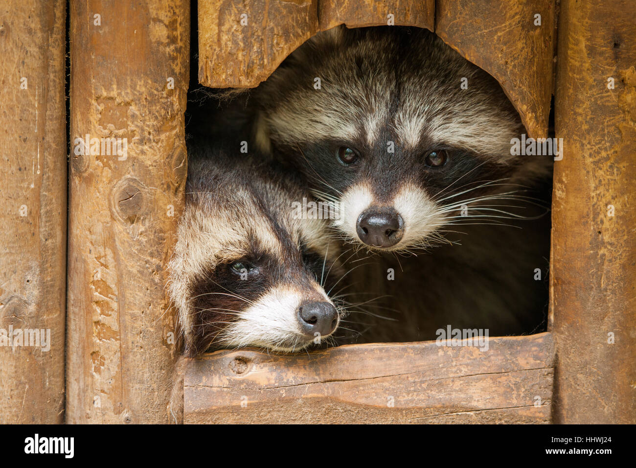 North American raccoons (Procyon lotor) look out of hiding place, Thuringia, Germany Stock Photo