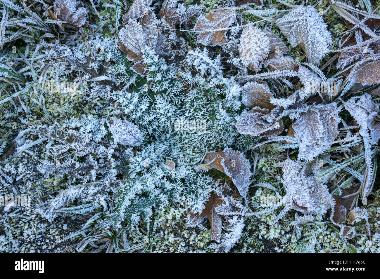 Autumn leaves, moss and grass with hoar frost, Allgäu, Bavaria, Germany Stock Photo