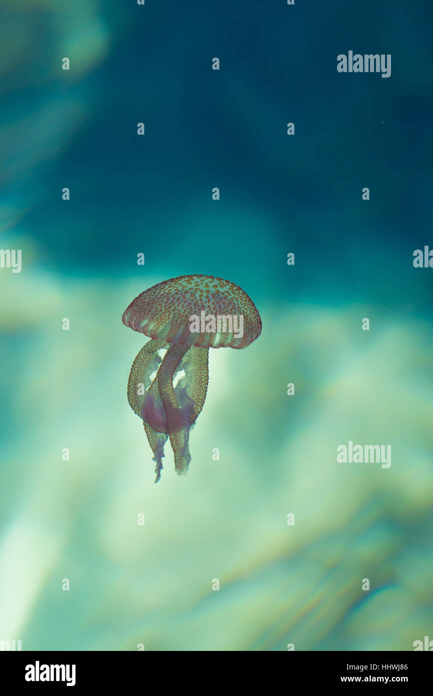 True jellyfish (Scyphozoa) drifting in water, Mediterranean Sea, Mallorca Stock Photo