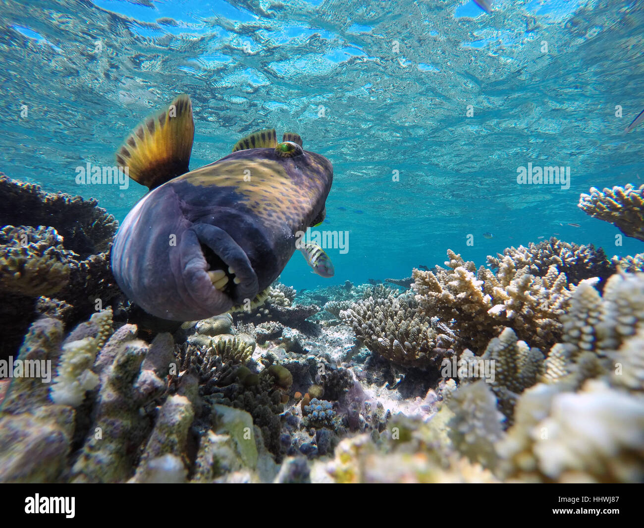 Titan triggerfish, also giant triggerfish or moustache triggerfish (Balistoides viridescens) feeding, Indian Ocean Stock Photo