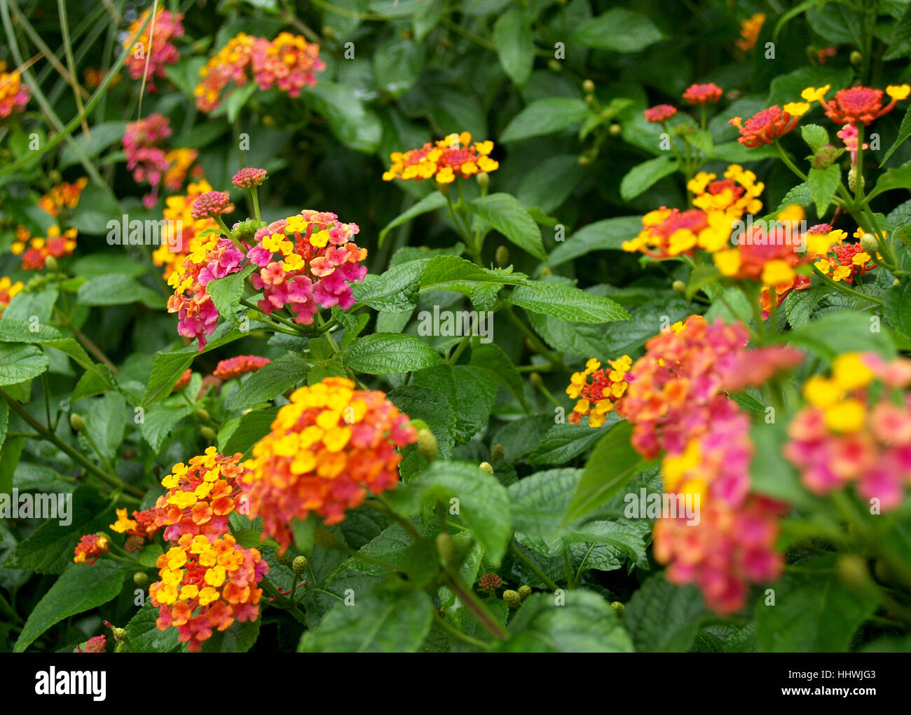 lantana flowers full sun Stock Photo Alamy