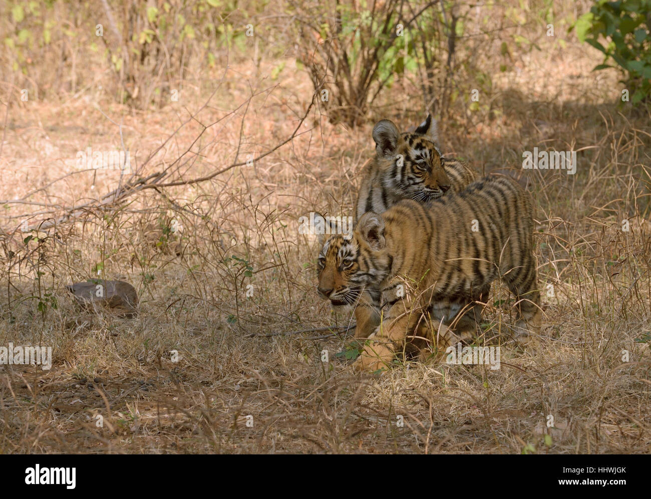 Bengal Tigers (Panthera tigris tigris), cubs, twins, in dry forest, Ranthambhore National Park, Rajasthan, India Stock Photo