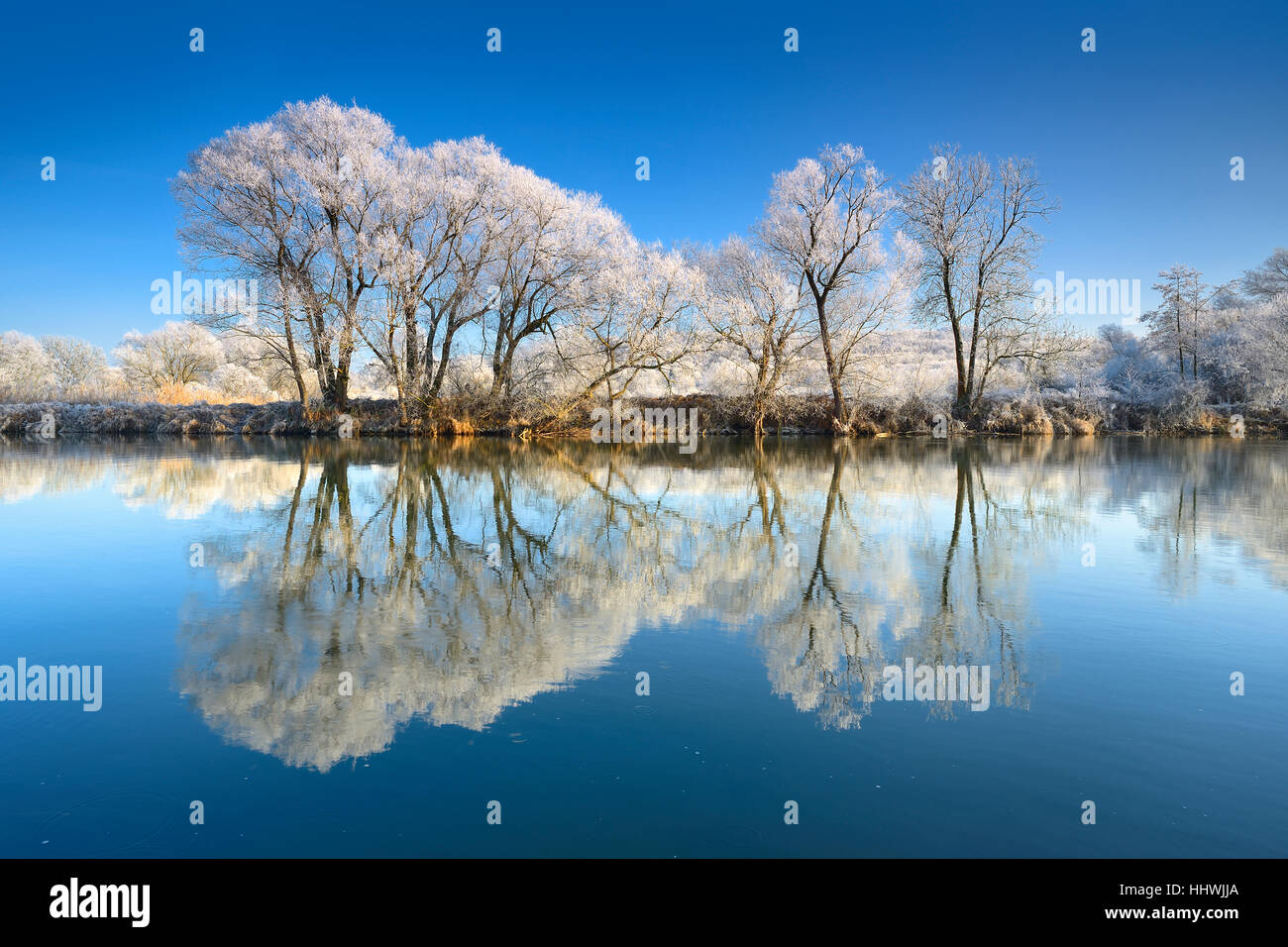 Trees with hoar frost, reflection in River Saale, in Weissenfels, Saxony-Anhalt, Germany Stock Photo