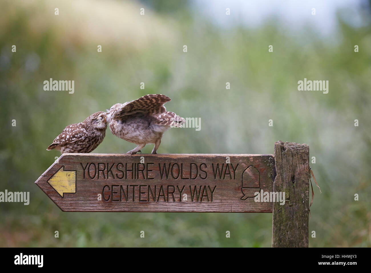 Little Owl, Athene noctua, feeding owlet perched on a Yorkshire Wolds Way Centenary Way wooden sign post, East Yorkshire, UK. Stock Photo