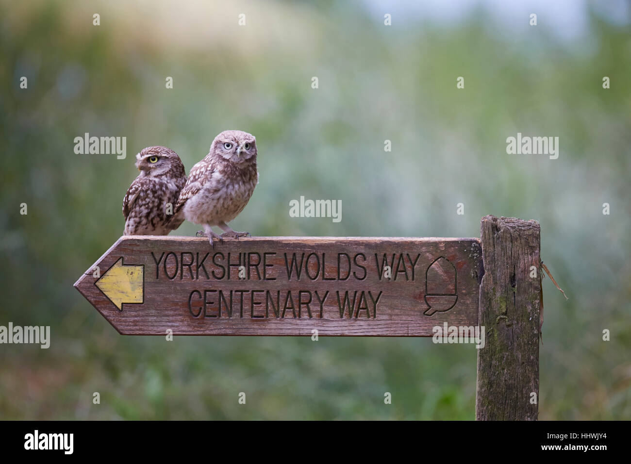Two Little Owls, Athene noctua, one an owlet perched on a Yorkshire Wolds Way Centenary Way wooden sign post, East Yorkshire, Stock Photo