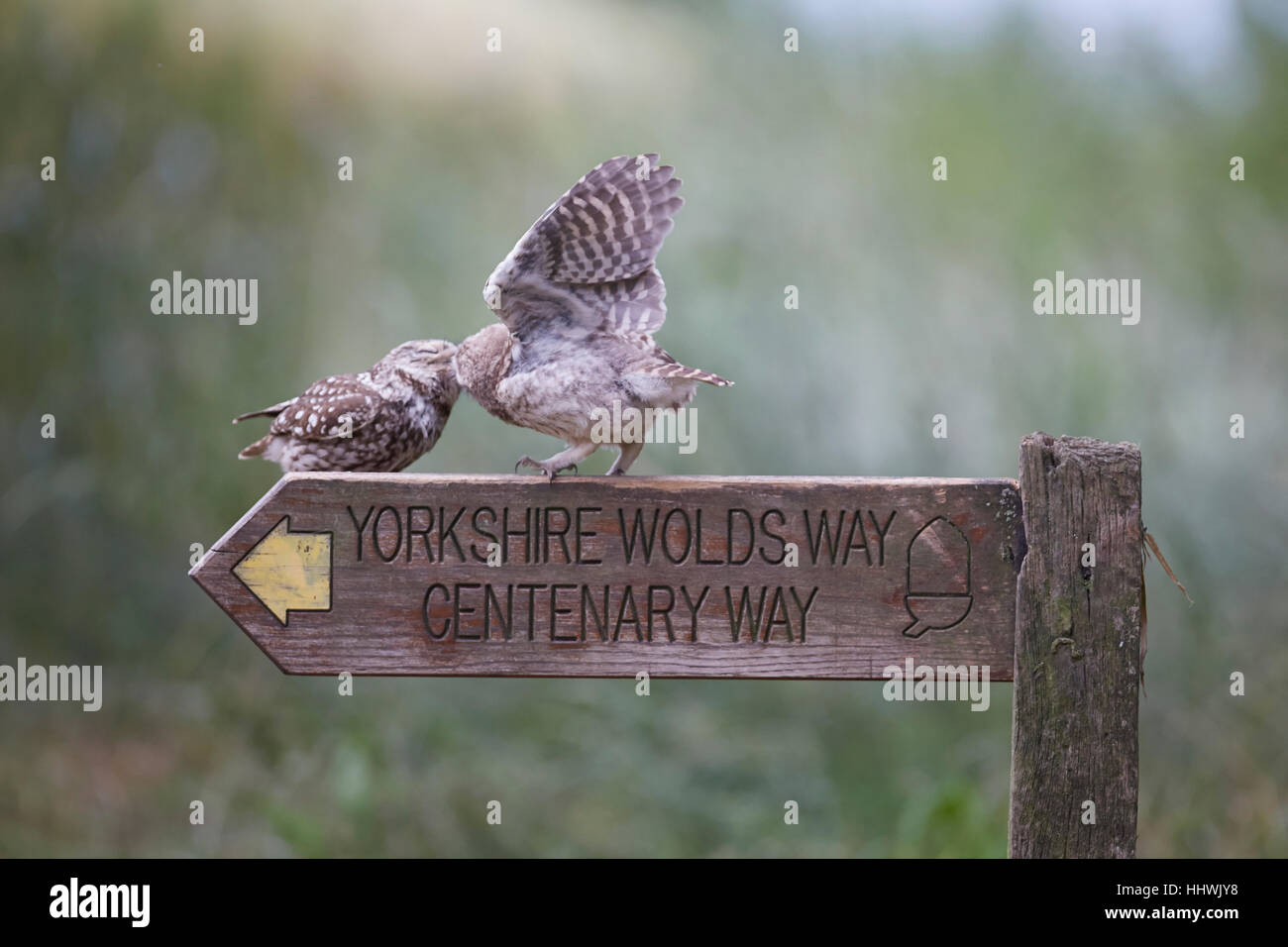 Little Owl, Athene noctua, feeding owlet perched on a Yorkshire Wolds Way Centenary Way wooden sign post, East Yorkshire, UK. Stock Photo