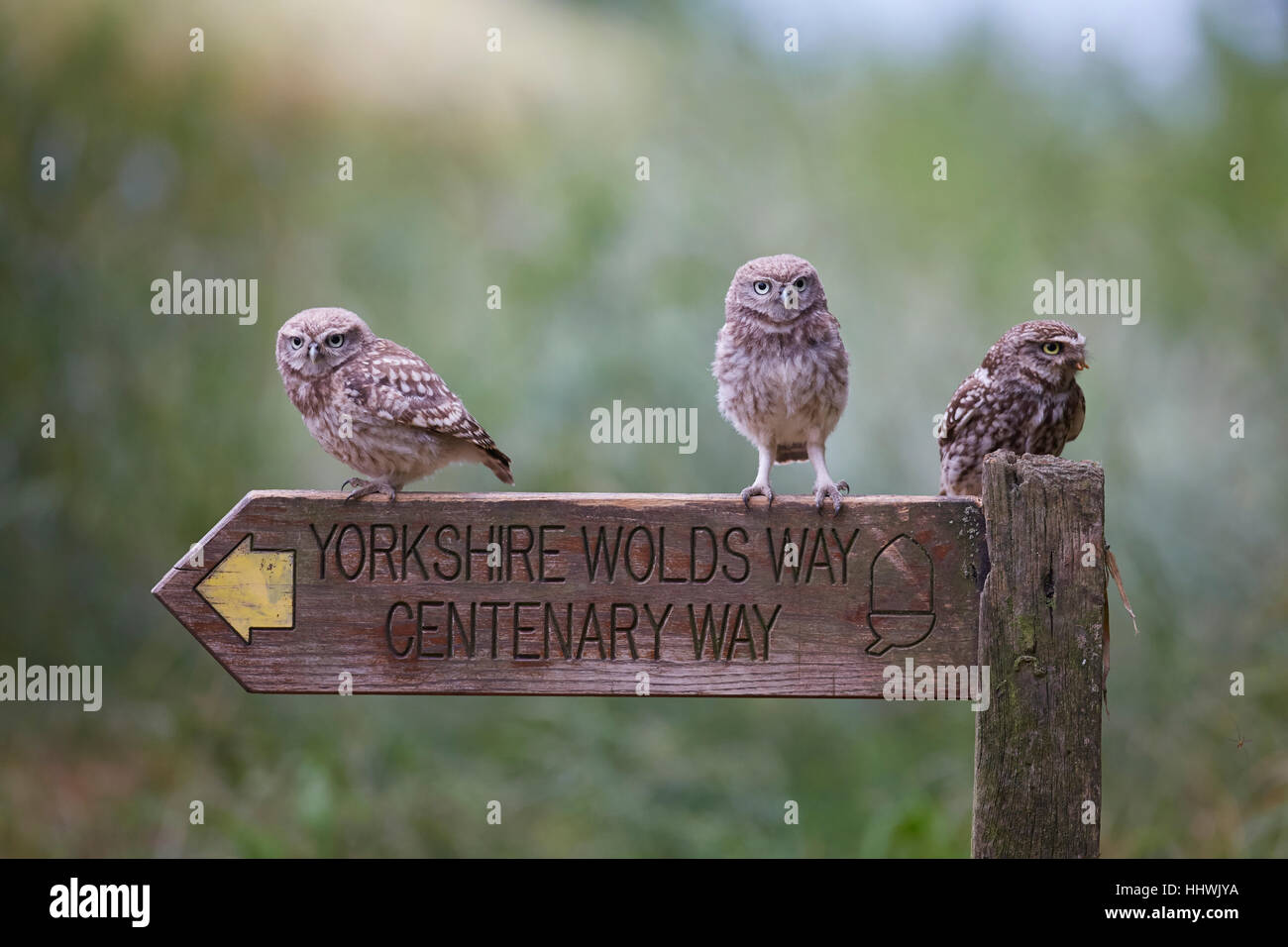 Little Owl family with owlets, Athene noctua perched on a Yorkshire Wolds Way Centenary Way wooden sign post, East Yorkshire, Stock Photo