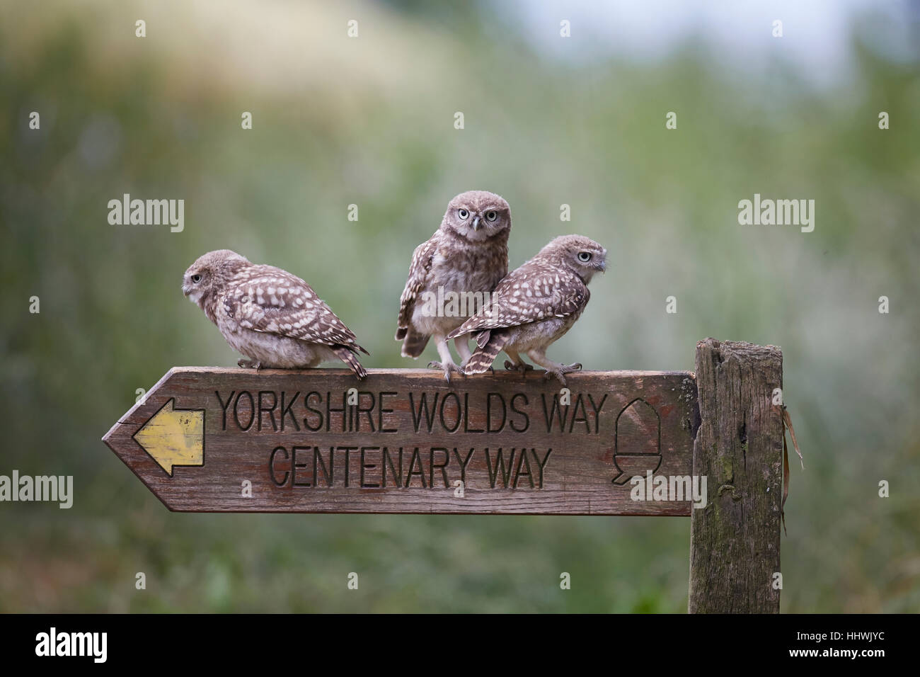 Three Little Owl owlets, Athene noctua perched on a Yorkshire Wolds Way Centenary Way wooden sign post, East Yorkshire, UK. Stock Photo