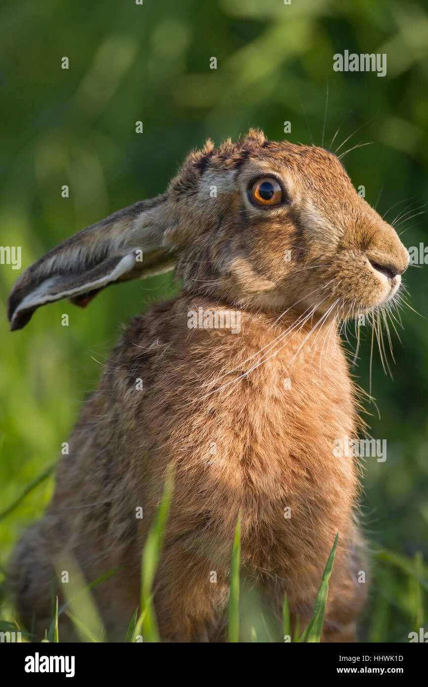 Brown hare (Lepus europaeus) with hanging ears, Suffolk, England, United Kingdom Stock Photo