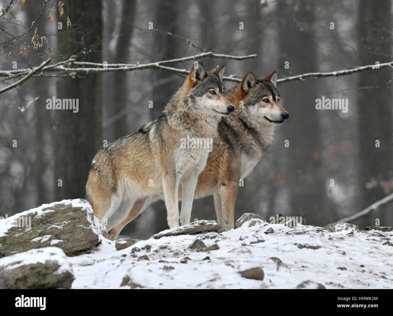 Eastern wolves (Canis lupus lycaon) in snow, captive, Baden-Württemberg ...