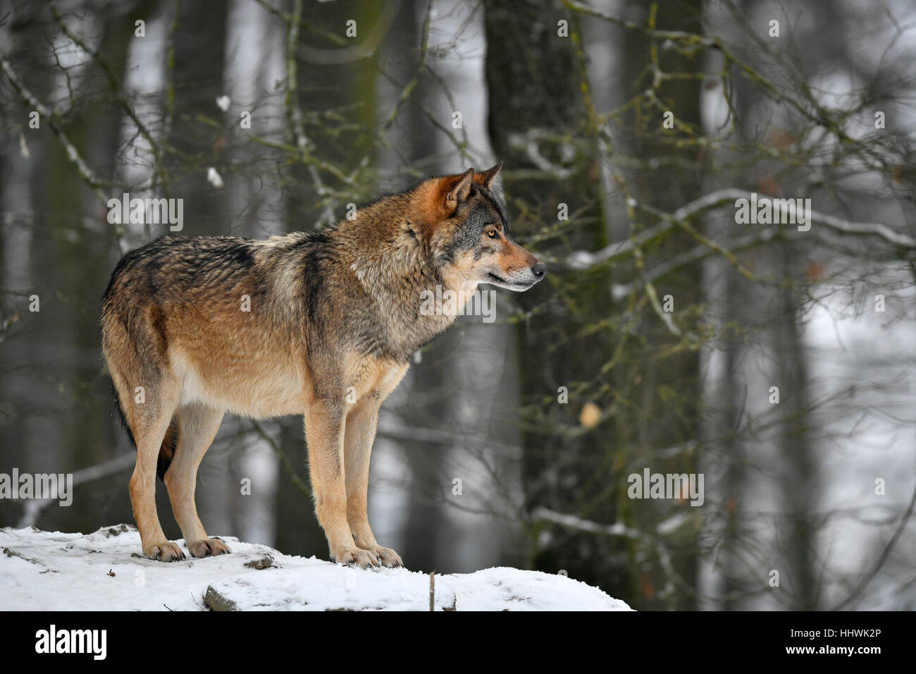 Eastern wolf (Canis lupus lycaon) in snow, captive, Baden-Württemberg, Germany Stock Photo