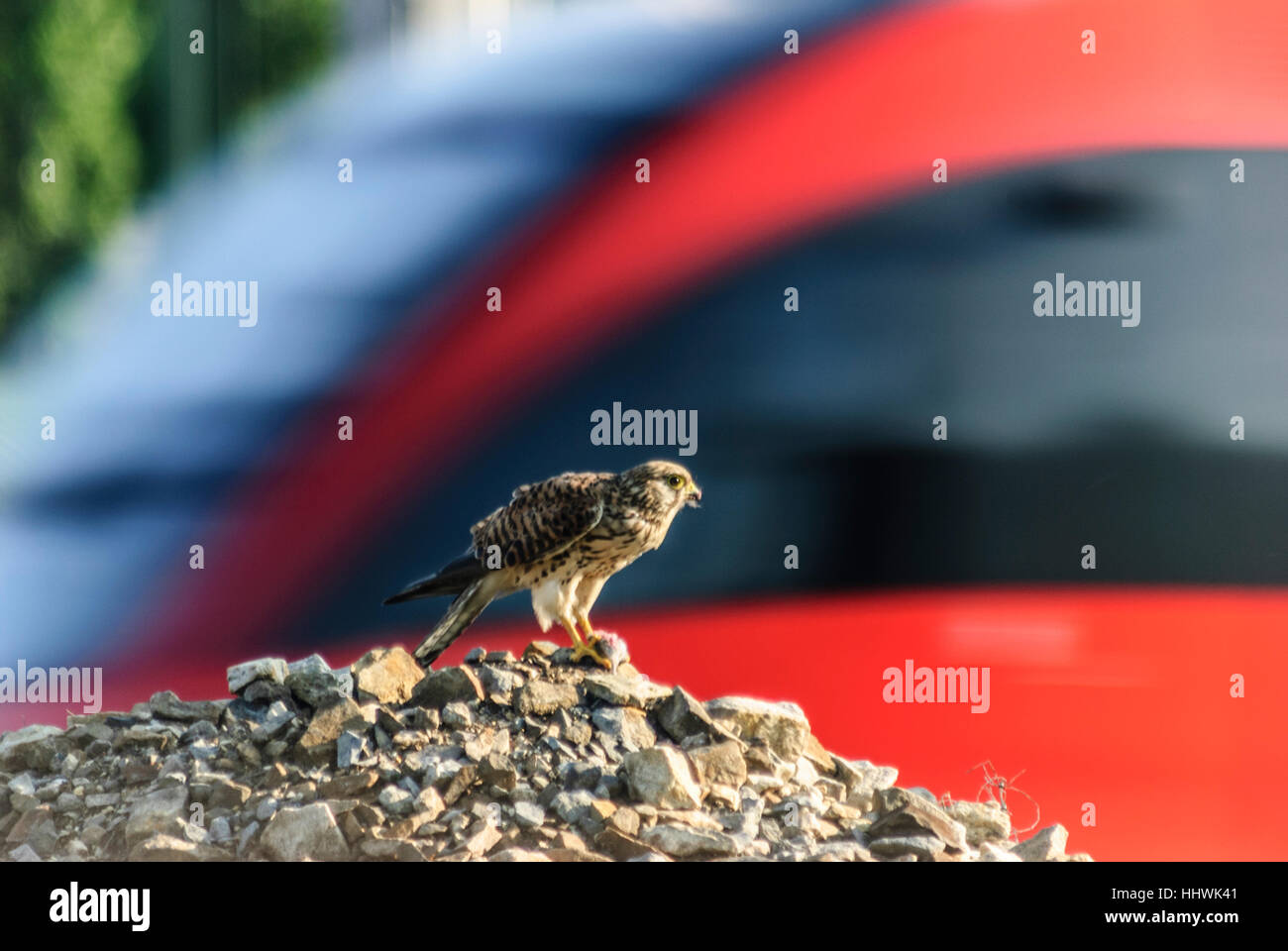 Wien, Vienna: Bird of prey (peregrine falcon?) Consumes mouse next to passing train of the ÖBB, 10., Wien, Austria Stock Photo
