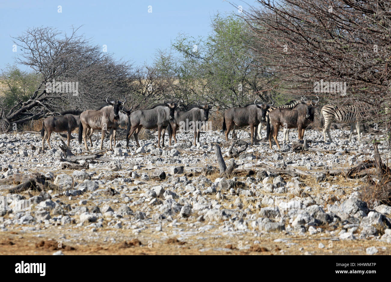africa, namibia, dryness, antelope, africa, namibia, dryness, zebra, antelope, Stock Photo