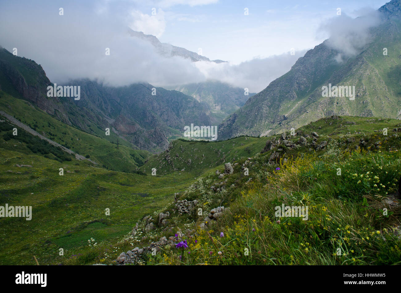 georgia, caucasus, hill, mountains, green, asia, flower, flowers, plant, blank, Stock Photo