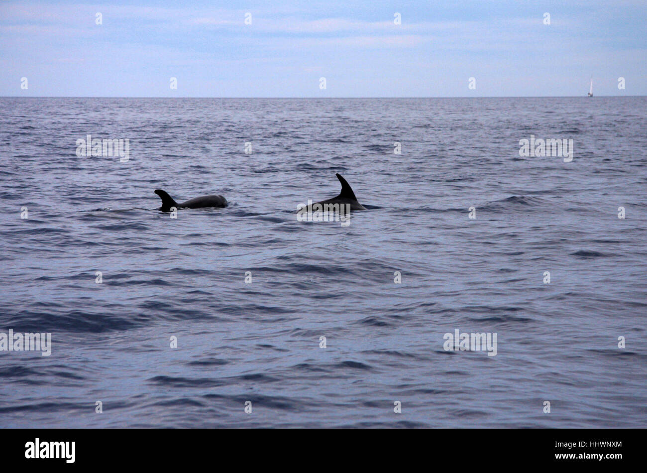 Impressionen: Delfine, Scandola, Korsika/ Corsica, Frankreich/ France. Stock Photo