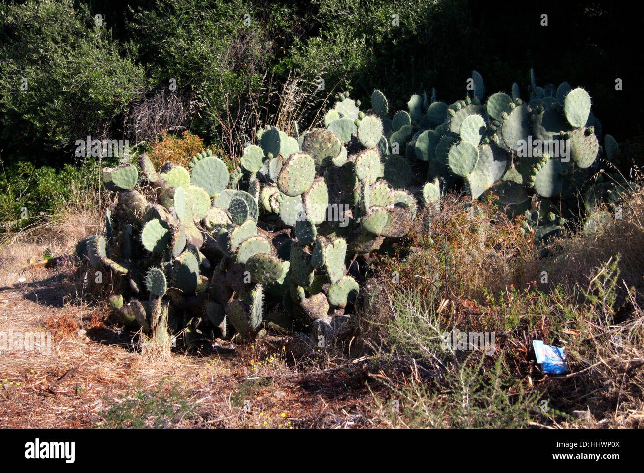 Impressionen: Kaktus, Kosika, Frankreich. Stock Photo