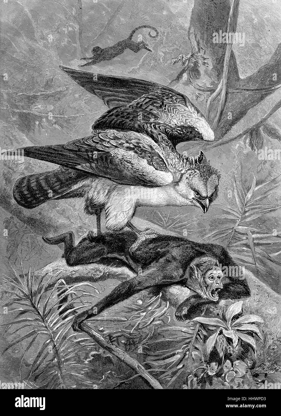 The sparrows, Accipiter nisus, are attacked by a Tschamek monkey, original drawing by C. von Dombrowski, historical image or illustration, published 1890, digital improved Stock Photo