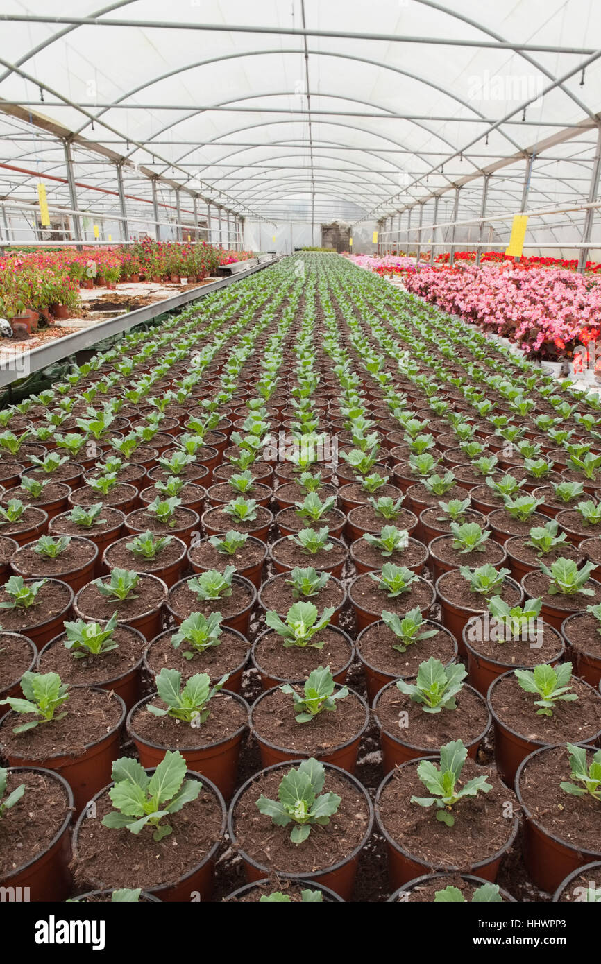Seedlings in nursery greenhouse Stock Photo Alamy