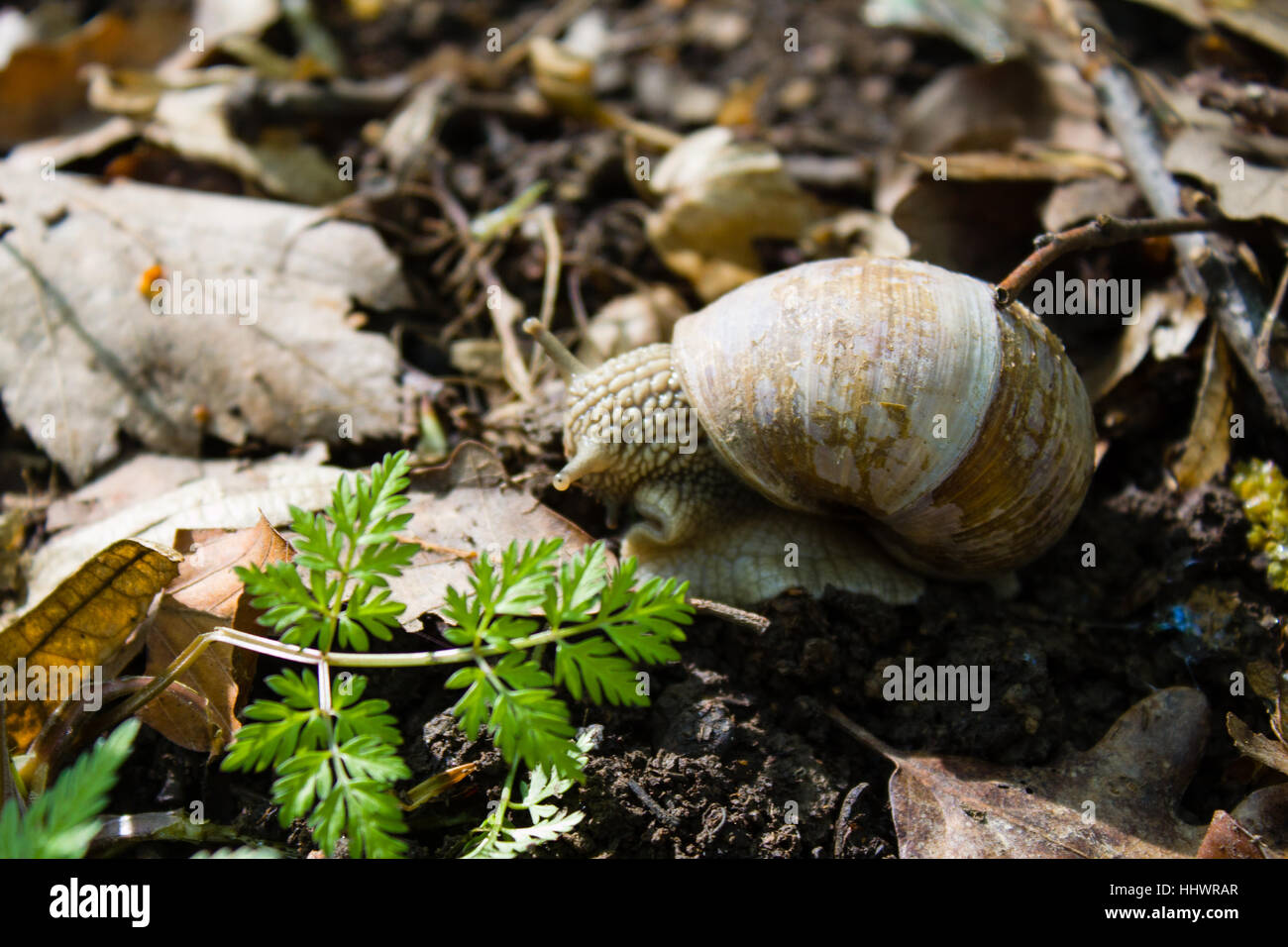 Garden Snail Habitat Garden Snail Habitat