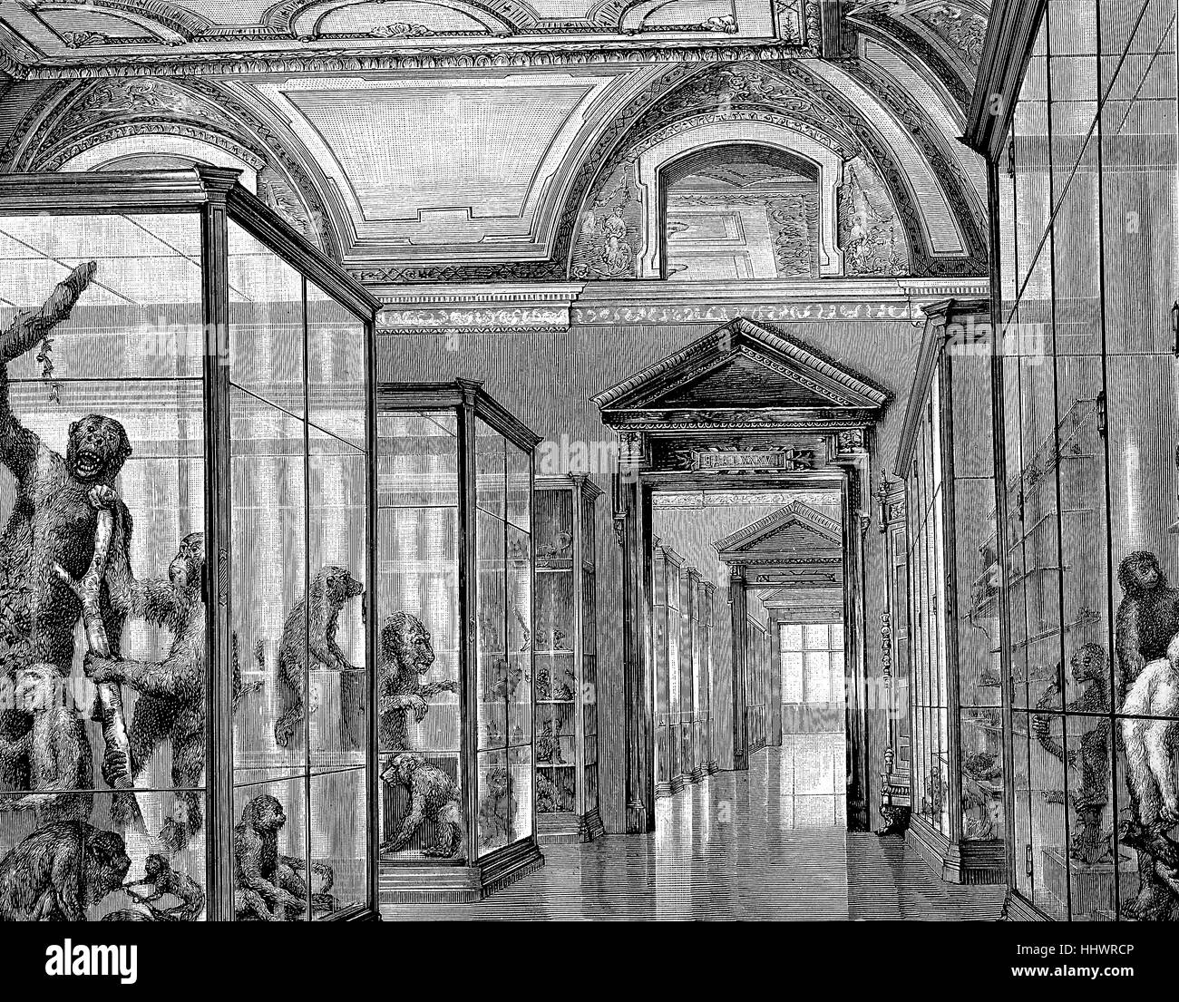 The Affensaal, room of the monkeys, in the Natural History Museum in Vienna, Austria, historical image or illustration, published 1890, digital improved Stock Photo