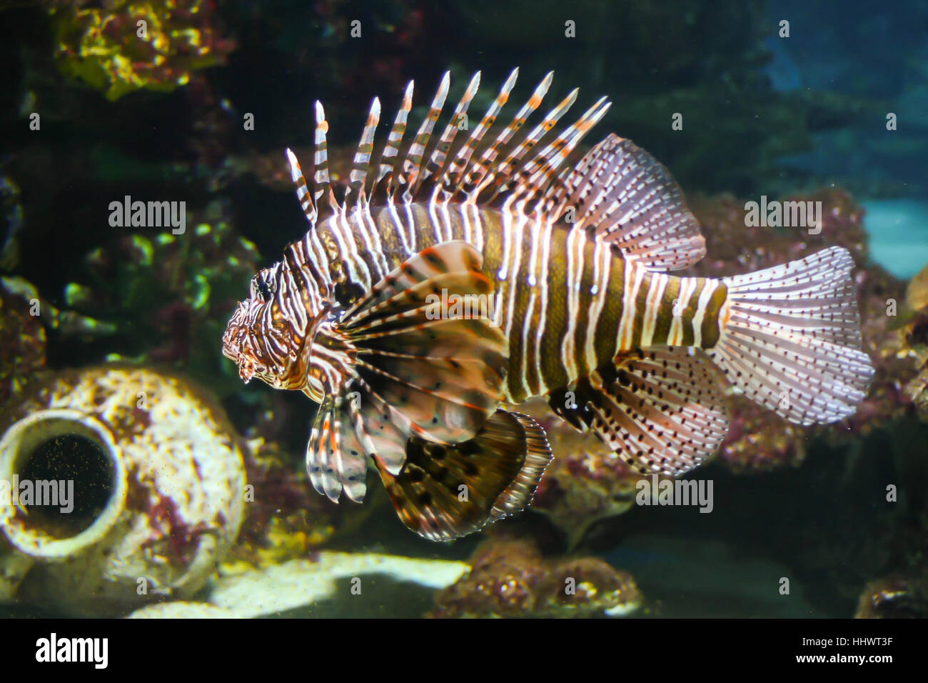 Negative Human Health Effects of Lionfish: A Venomous Intruder