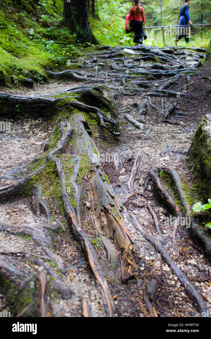 Roots in natural park Vysoke Tatry. Stock Photo
