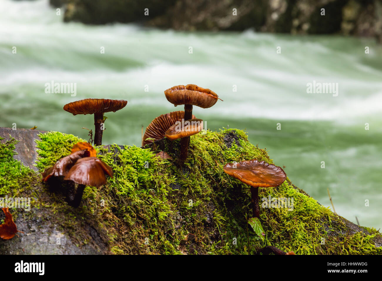 Mushrooms in the stone in valley Vintgar gorge  near Bled, Slovenia.Europe Stock Photo