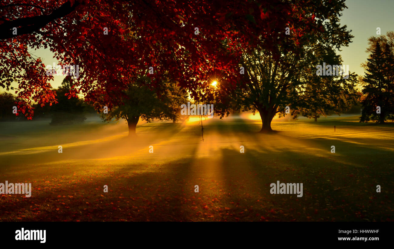 God rays and trees hi-res stock photography and images - Alamy