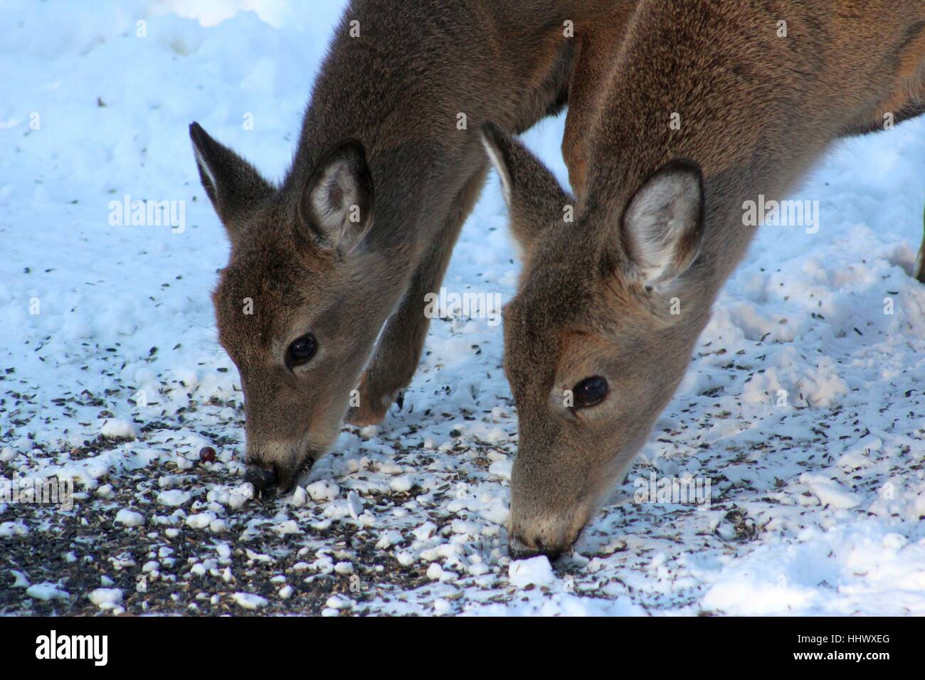 Two Deer Eating Leftover Seed Under A Bird Feeder Stock Photo Alamy