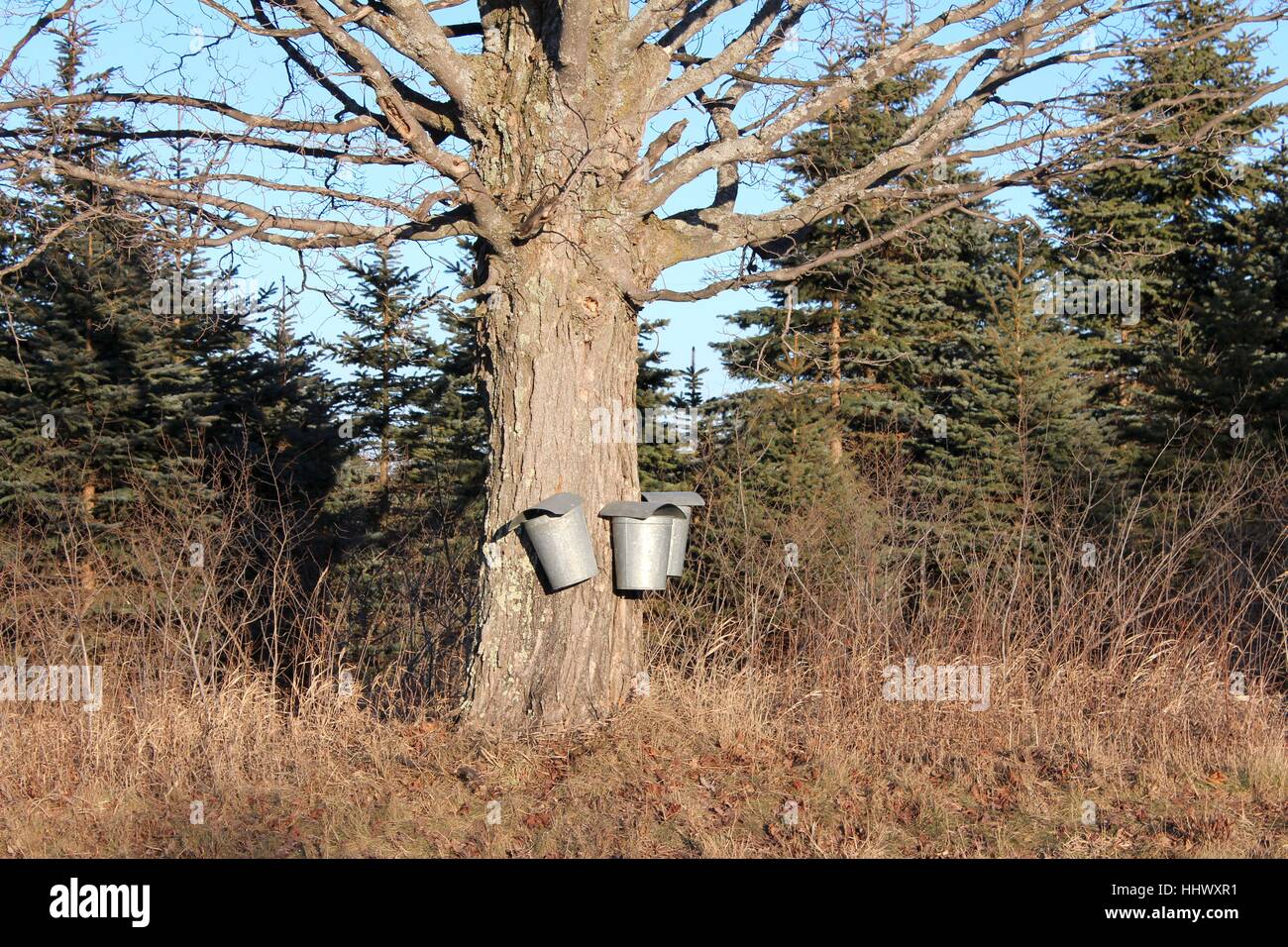 Buckets Collecting Sap For Maple Syrup On An Old Tree Stock Photo