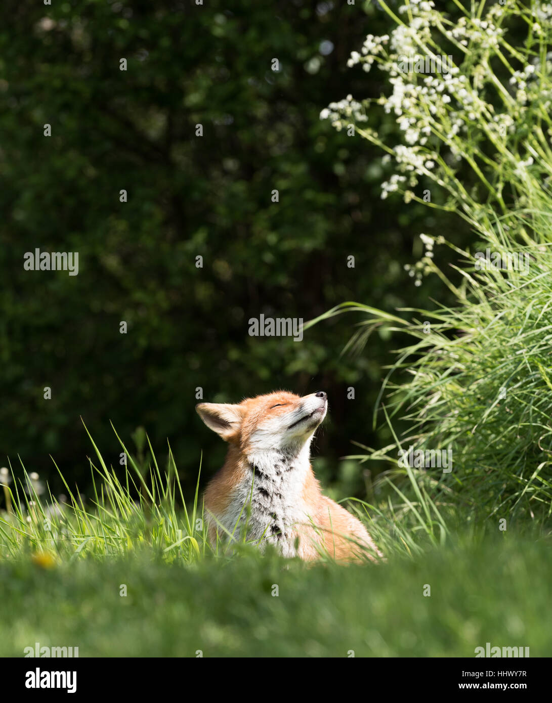 Fox Sun Bathing Stock Photo