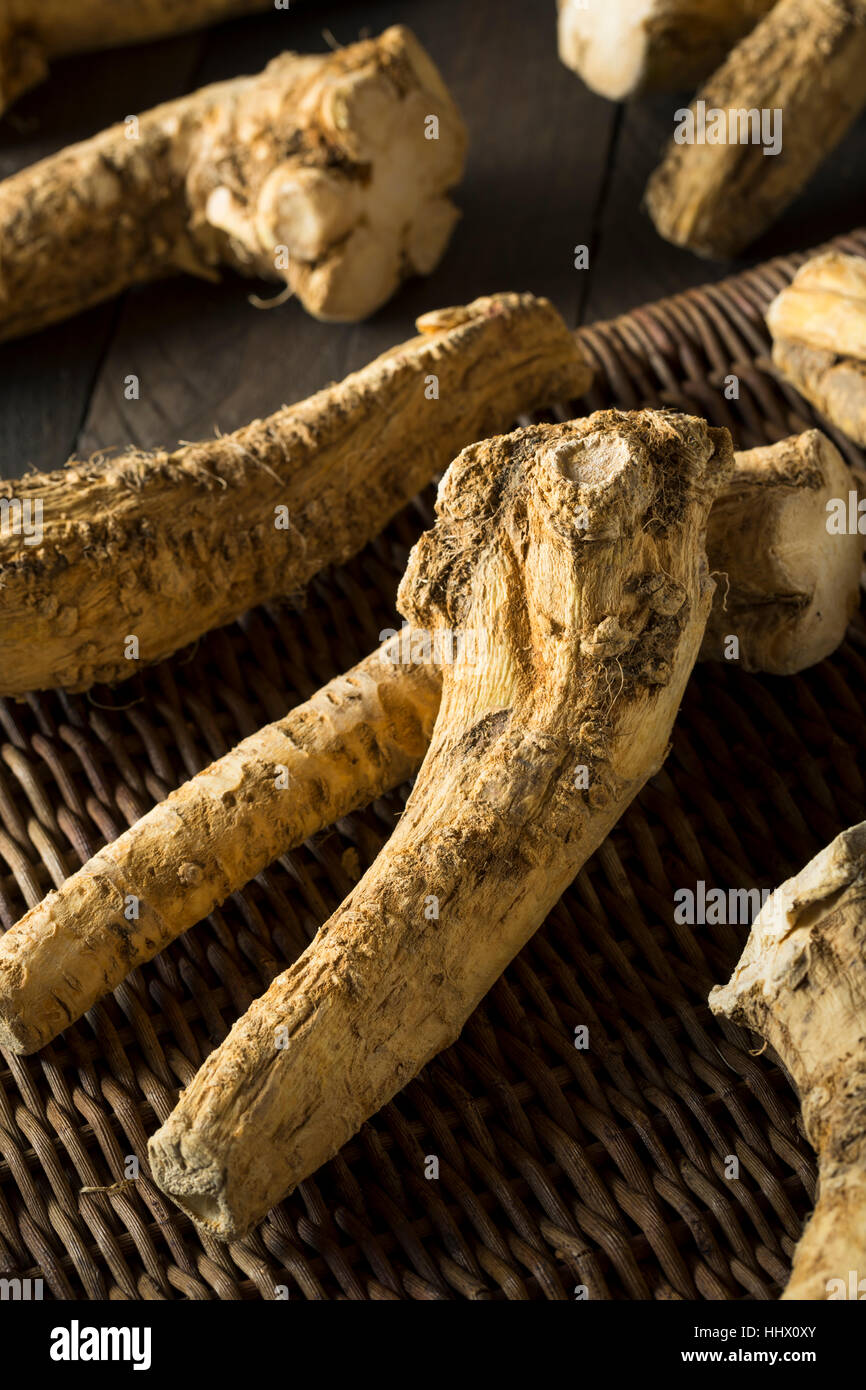 Raw Organic Brown Horseradish Root Ready for Cooking Stock Photo Alamy