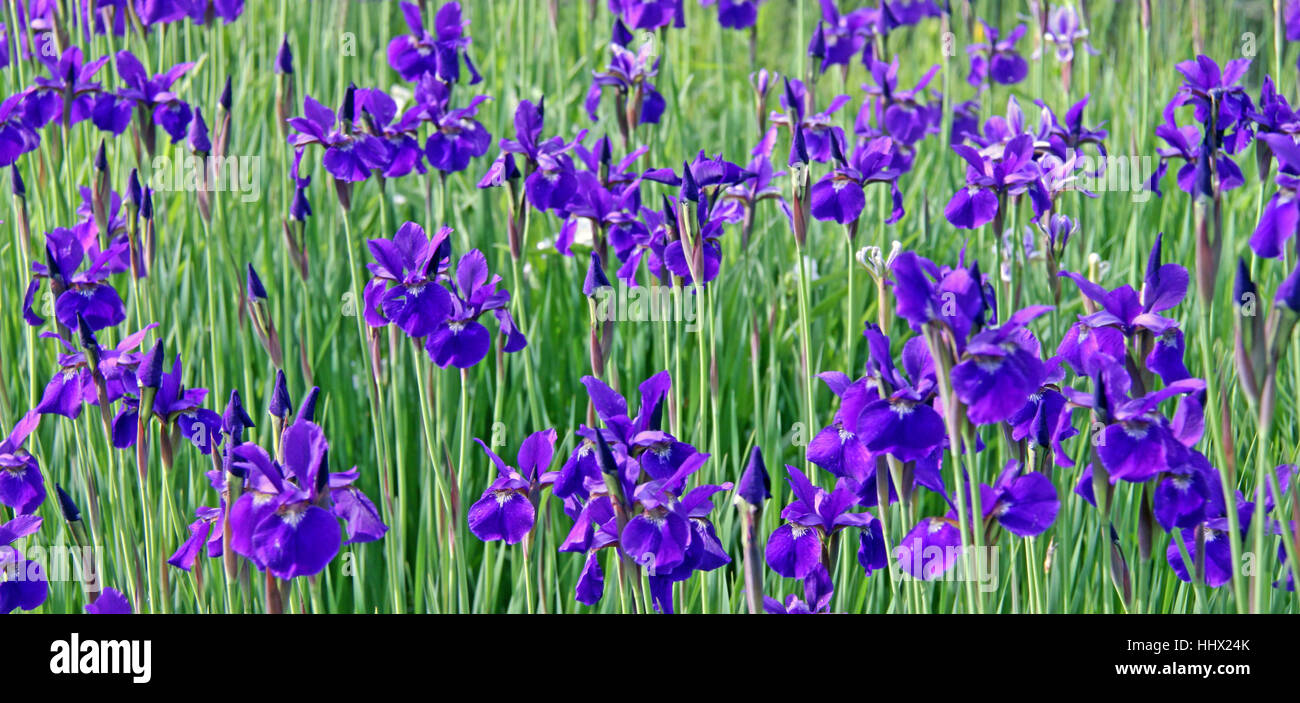 blue, green, iris, blue, green, flora, blossoms, vegetation, bleed ...