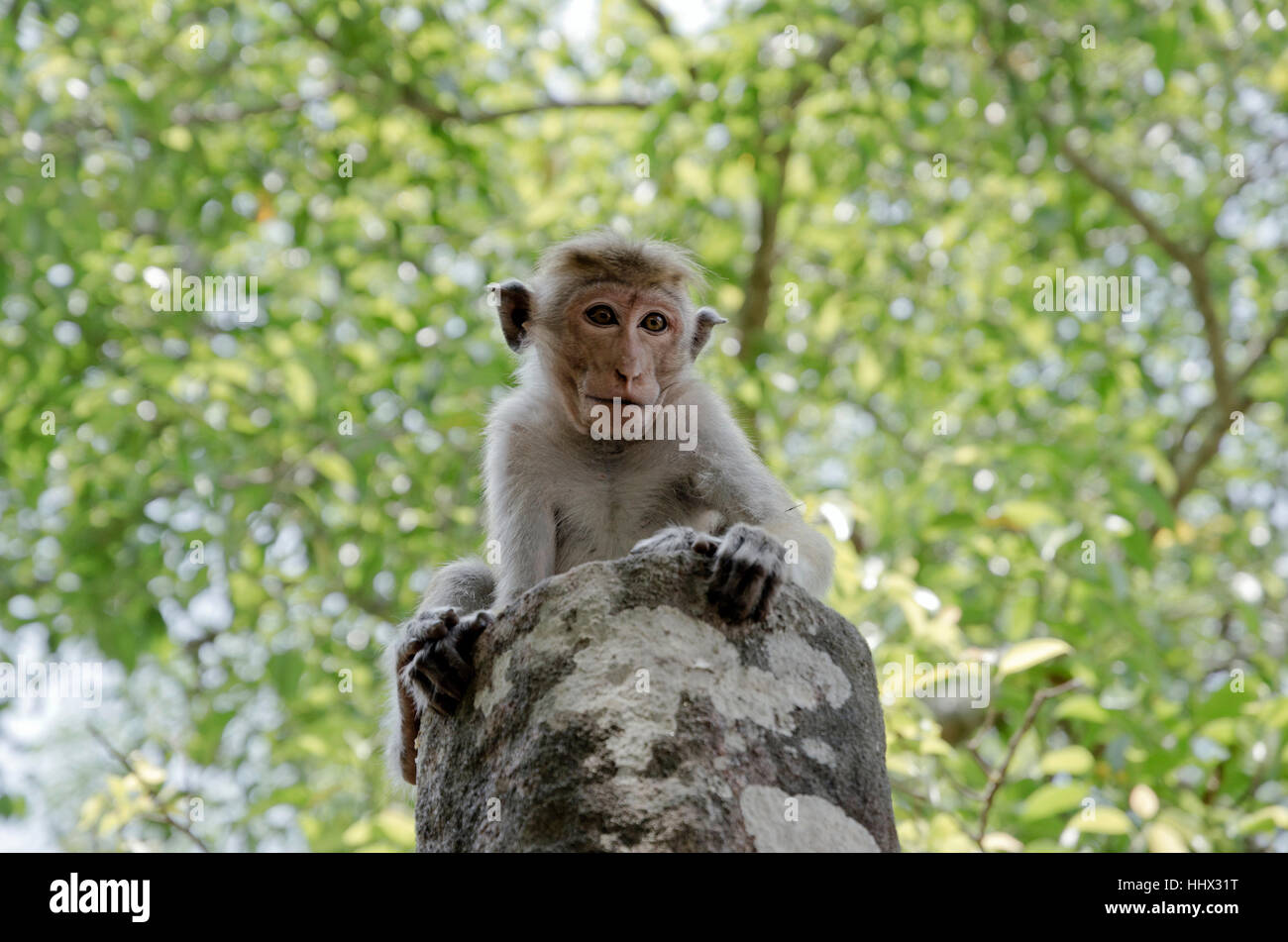 monkey, bandar, stone, monkey, radio silence, quietness, silence, pillar  Stock Photo - Alamy