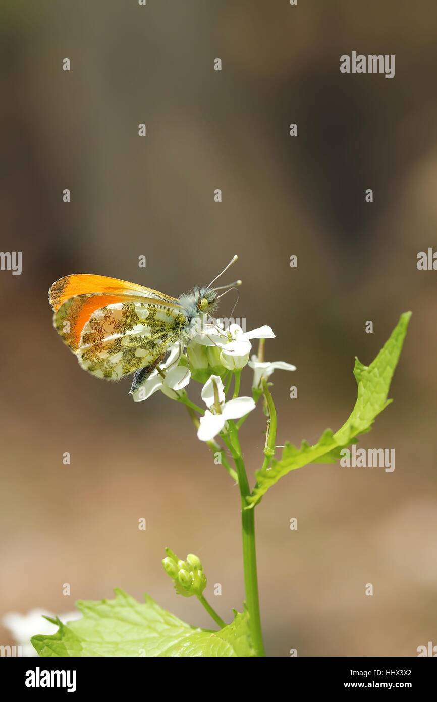 male orange tip Stock Photo