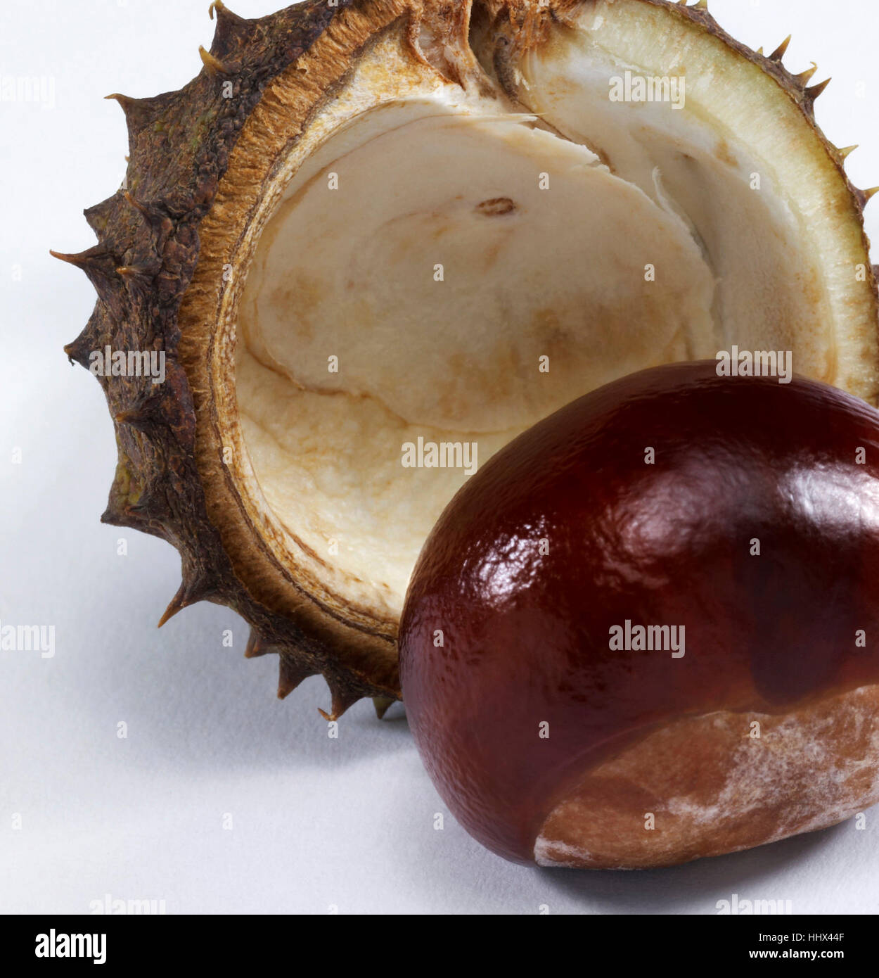 horse chestnut in light back Stock Photo