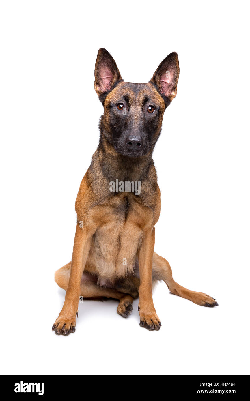 mechelse herder, Belgian shepherd, in front of a white background Stock Photo