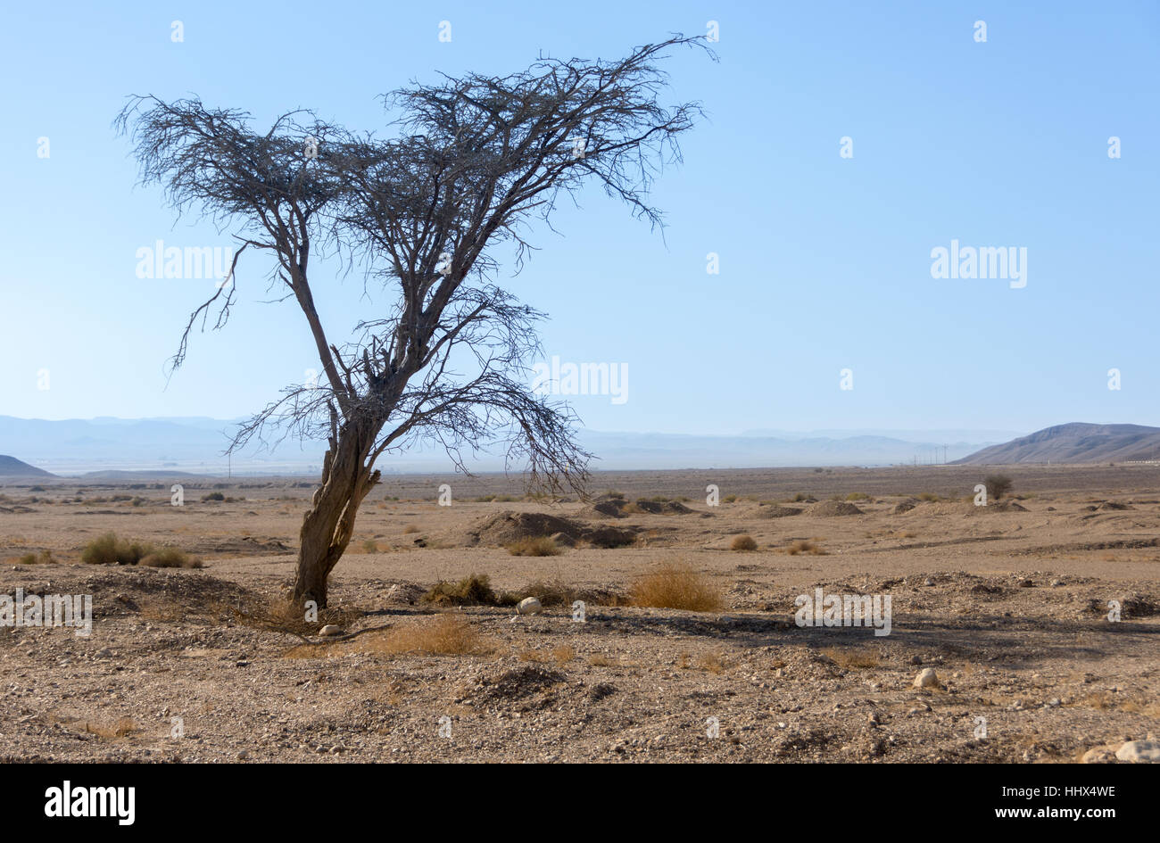 Lone tree in the Israel Negev desert in the early morning with Mount Ramon in the background Stock Photo