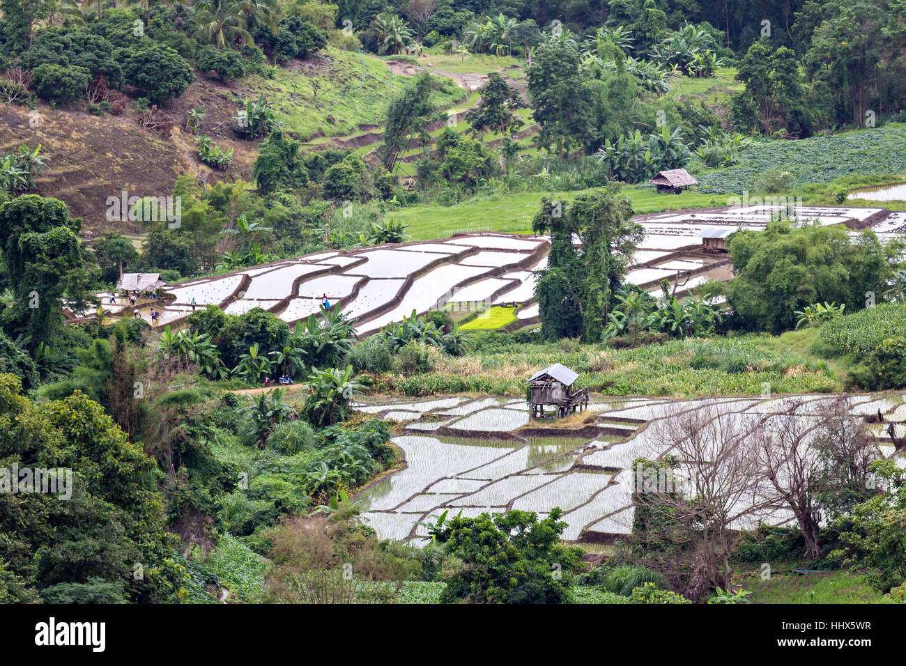 Rice seedling on terrace rice fields in valley - Chiang mai, Thailand Stock Photo