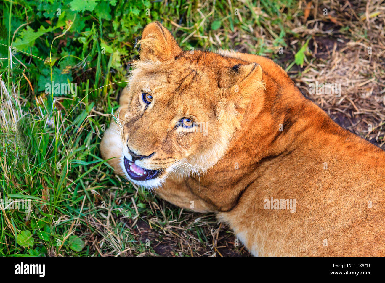 White lioness cub at wildlife sanctuary near Plettenberg Bay, South Africa Stock Photo