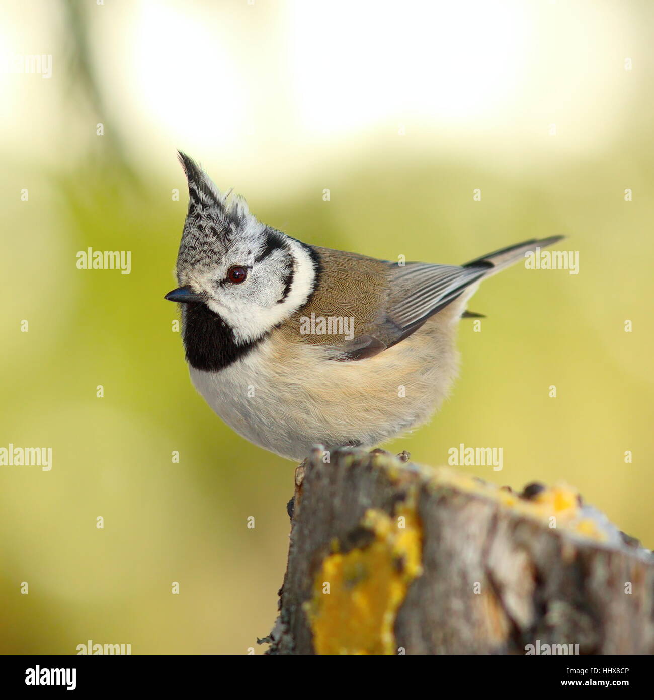 crested tit perched on a stump in the garden ( Lophophanes cristatus ) over out of focus background Stock Photo