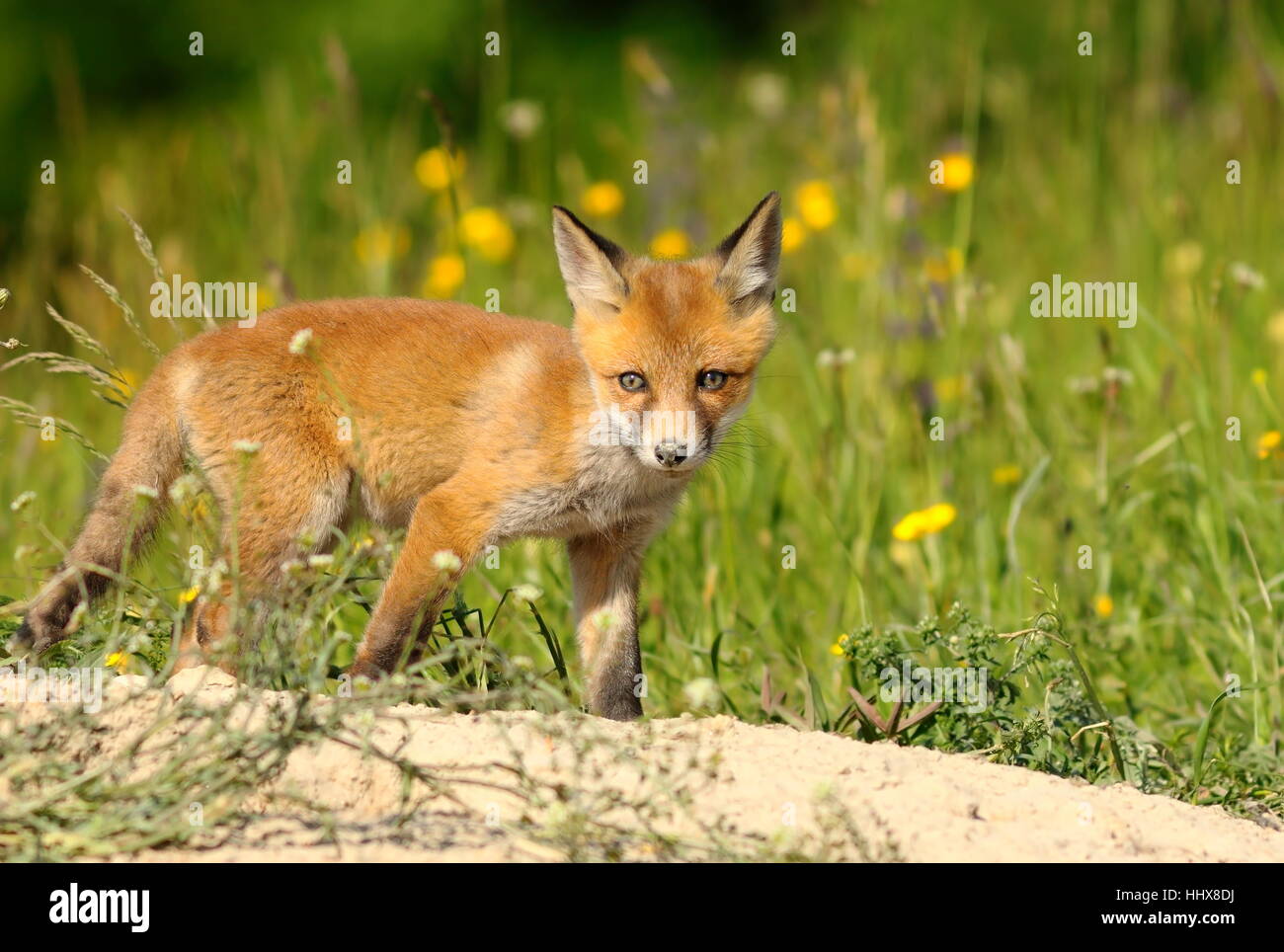 curious young red fox in big green grass near the burrow ( Vulpes ) Stock Photo