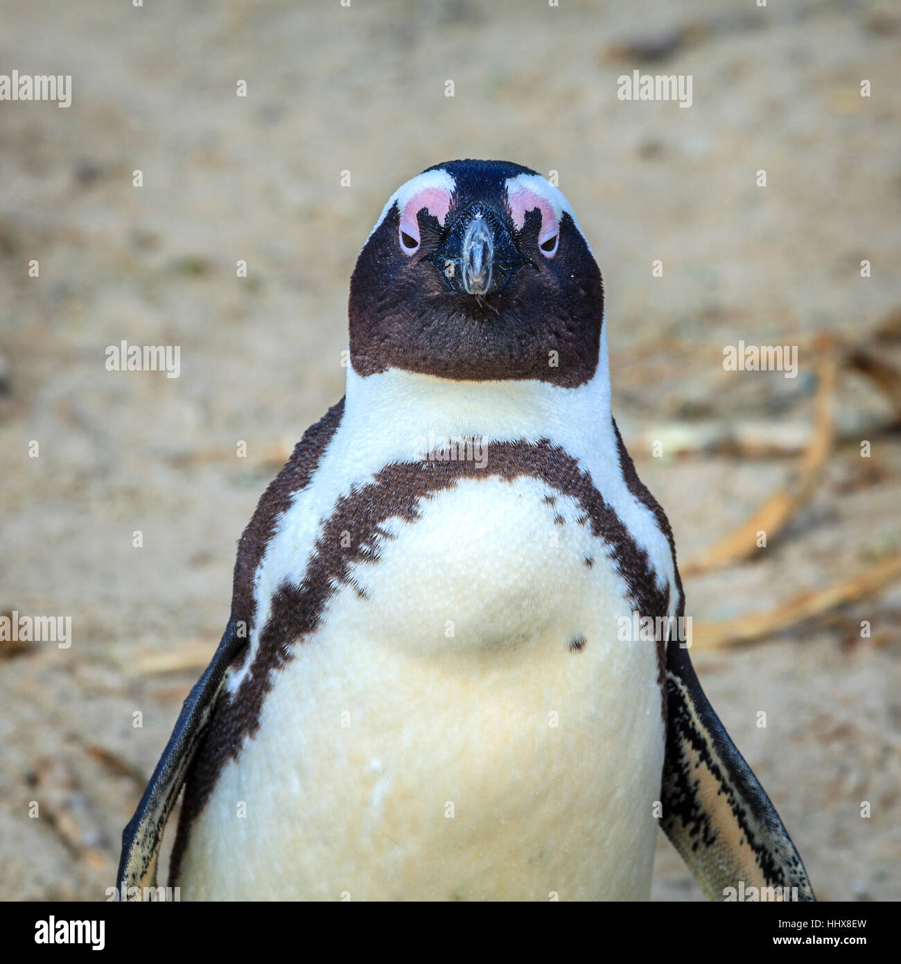 African Penguin at Boulder Beach in Simon's Town, South Africa Stock Photo
