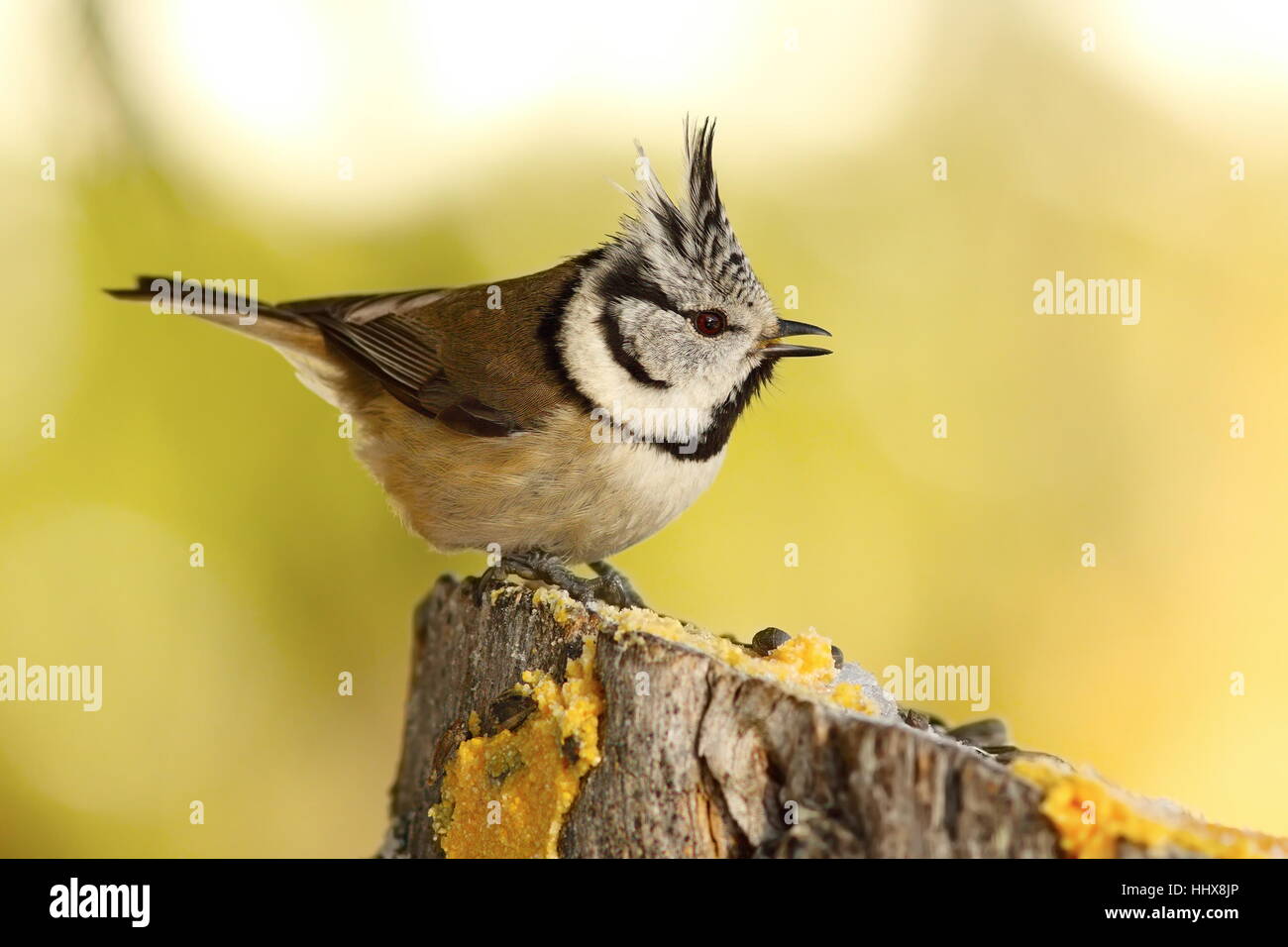 funny crested tit at garden bird feeder came for lard and seeds ( Lophophanes cristatus ) Stock Photo