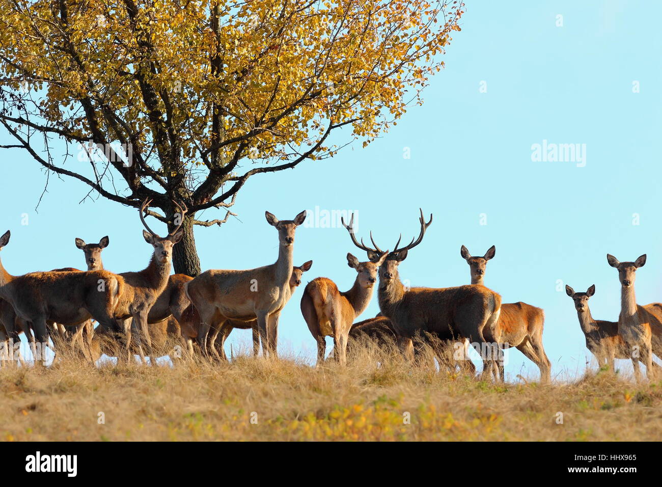 group of red deers standing on top of the hill in mating season ( Cervus elaphus ) Stock Photo