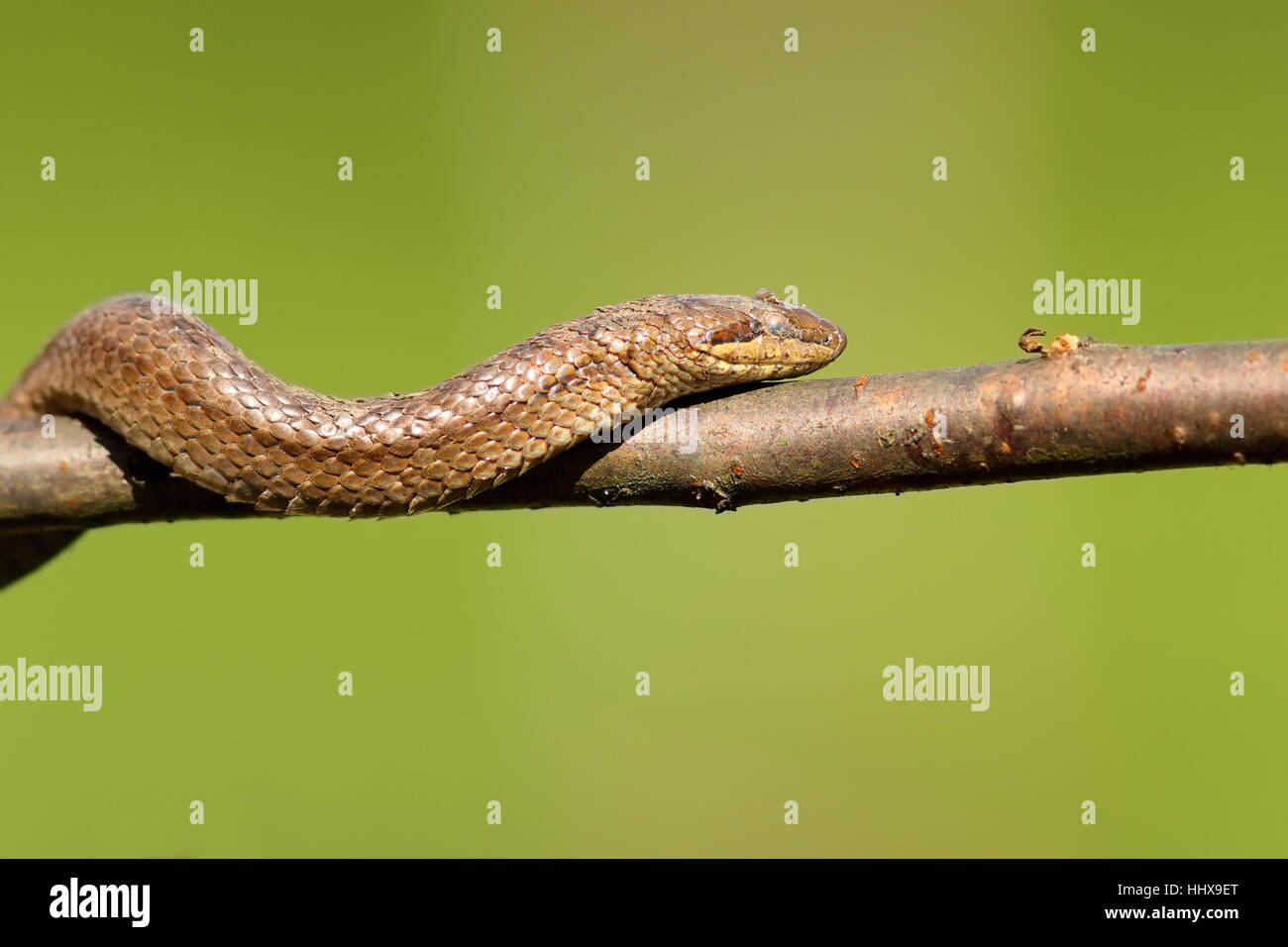 smooth snake climbing on branch ( Coronella austriaca ) over green out