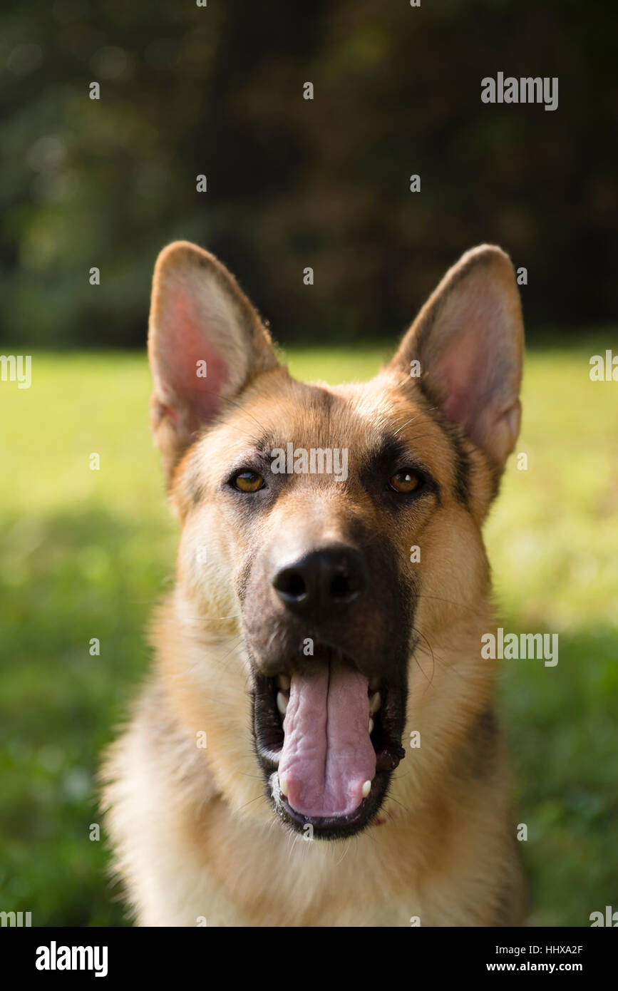 Pedigree alsatian 2025
